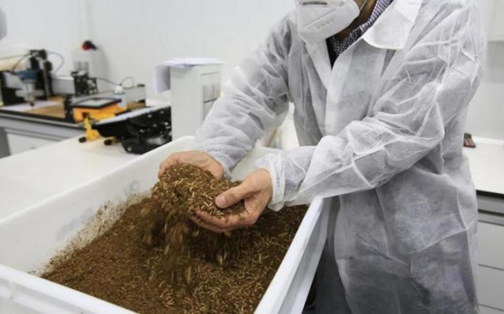 Detail of black soldier fly larvae during the bioconversion process of organic waste. Diego Amores, director of the Chair.