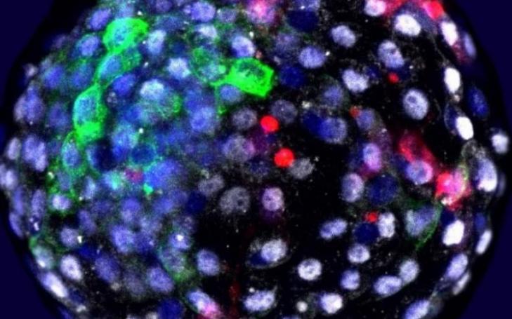 Fluorescence visualisation of cells of different species at an early embryonic stage. In red, human cells. Author: Weizhi Ji, Kunming University of Science and Technology