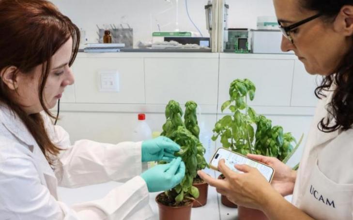 Researchers Águeda Molinero and María Cuartero installing the new sensor in one of the laboratory's plants.