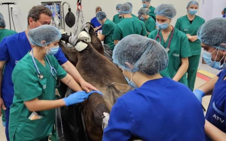 Renowned surgeon Miguel Valdés performing complex equine surgeries at UCAM Veterinary Hospital.