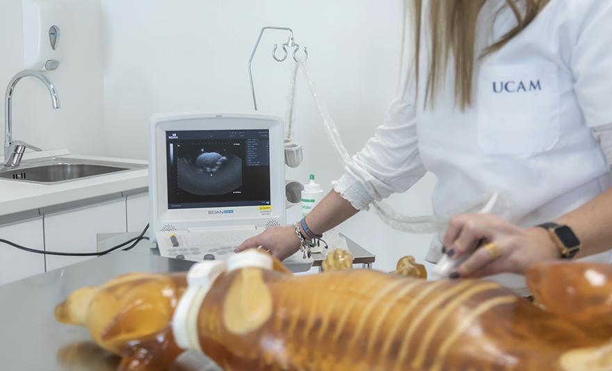 study Veterinary