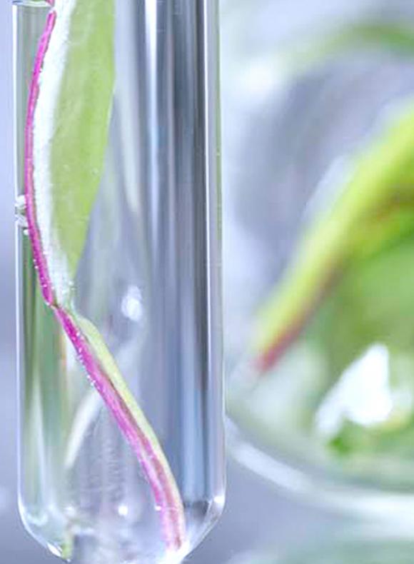 Probeta con alimentos