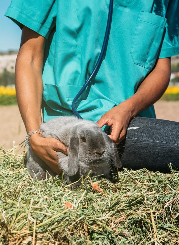 study Veterinary