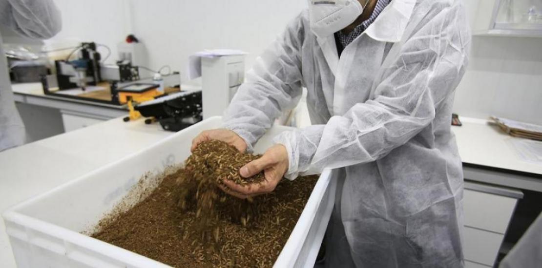 Detail of black soldier fly larvae during the bioconversion process of organic waste. Diego Amores, director of the Chair.
