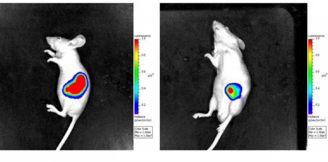 The imipramine-treated group of mice (right) develop smaller tumours than the control group (left).
