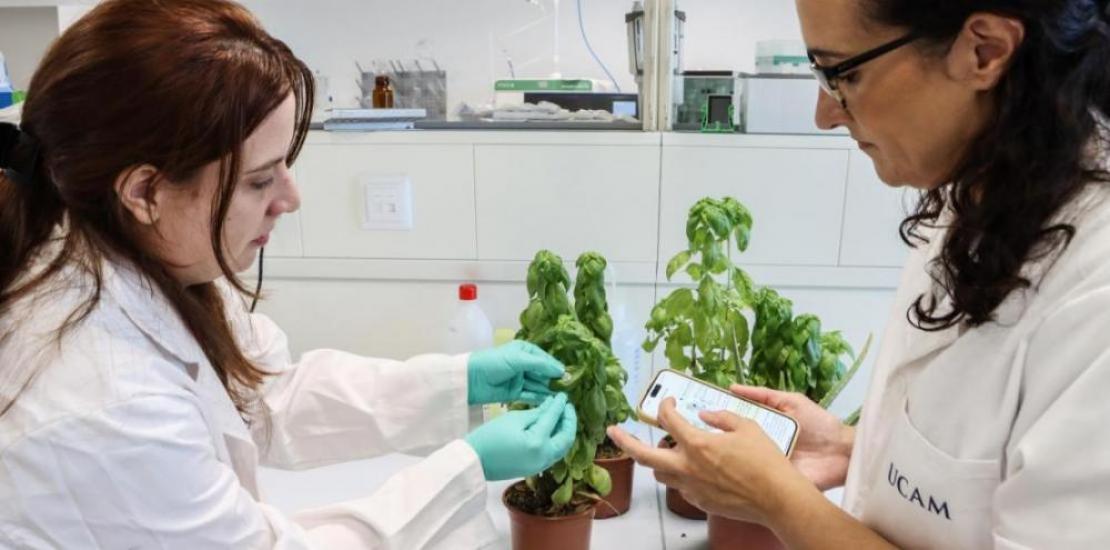 Researchers Águeda Molinero and María Cuartero installing the new sensor in one of the laboratory's plants.