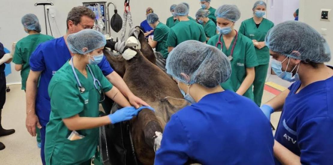 Renowned surgeon Miguel Valdés performing complex equine surgeries at UCAM Veterinary Hospital.