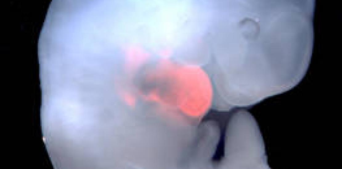 The team of scientific experts led by MD Izpisua closer to generate human organs for transplantation