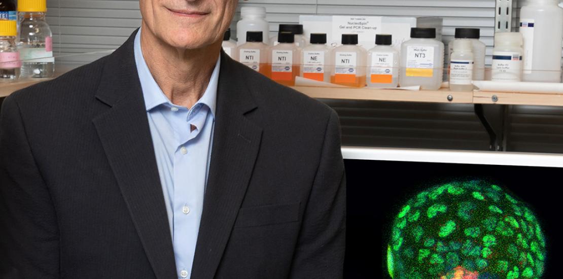 Izpisua creates synthetic mouse embryos to gain more knowledge about the beginning of life and human health Izpisua creates synthetic mouse embryos to gain more knowledge about the beginning of life and human health