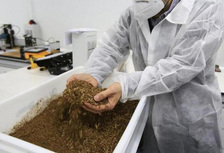 Detail of black soldier fly larvae during the bioconversion process of organic waste. Diego Amores, director of the Chair.