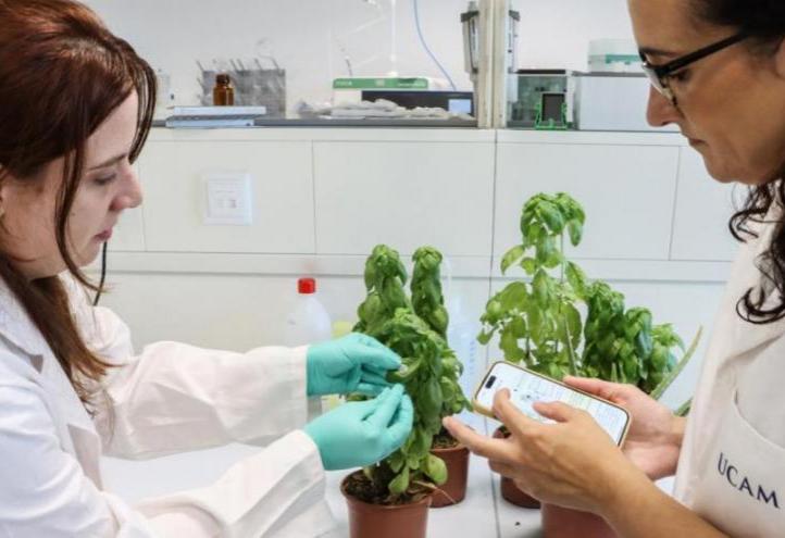 Researchers Águeda Molinero and María Cuartero installing the new sensor in one of the laboratory&#039;s plants.