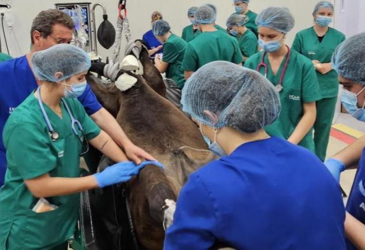 Renowned surgeon Miguel Valdés performing complex equine surgeries at UCAM Veterinary Hospital.