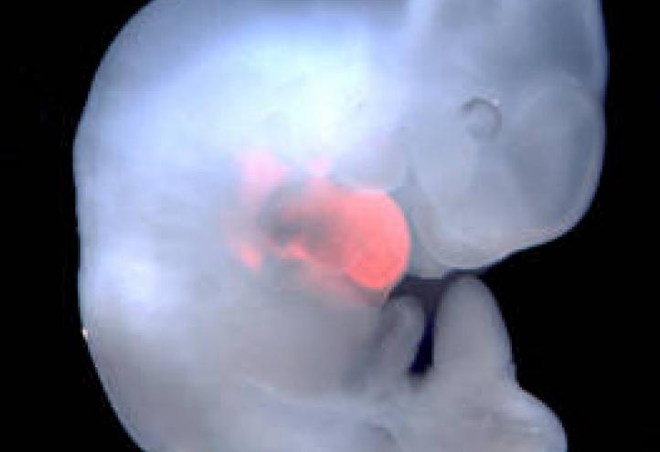 The team of scientific experts led by MD Izpisua closer to generate human organs for transplantation