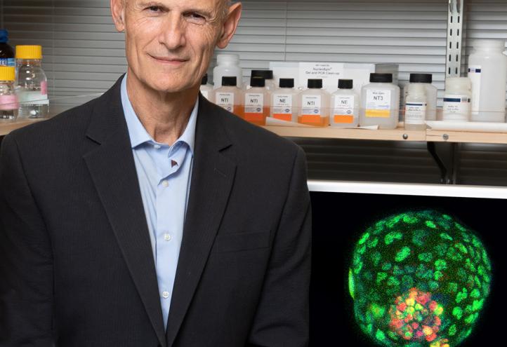 Izpisua creates synthetic mouse embryos to gain more knowledge about the beginning of life and human health